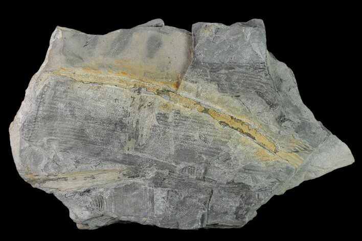 Pennsylvanian Horsetail (Calamites) Fossil - Kentucky #137714